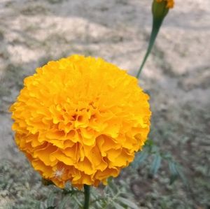 Meet your Posher, Debarati